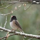 Chad Crouch - Dosewallips Soundwalk