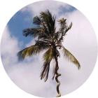 Harrison BDP-Be Like Water- PALMS016 -24BIT-WEB-FLAC-2018-BABAS