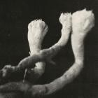 Laeuten der Seele - Unterhaltungen mit Larven und Ueberresten