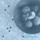 Cell Rot - Paradise