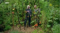 Mein.leckerer.Garten.S02E02.Der.Tomaten-Spezialist.GERMAN.DOKU.WEBRip.x264-TVKNOW