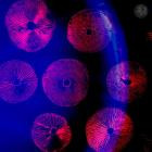 VA-Abiogenesis- GRNSPT012 -16BIT-WEB-FLAC-2022-BABAS