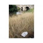 Germ Lattice - Corpusty