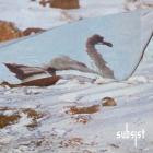 Van Der - Midnight Zen