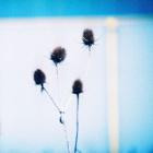 Maps and Diagrams - tone isolation