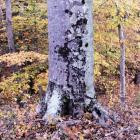 Daniel Bachman - The Witness Tree