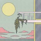 Decisive Koala - Views