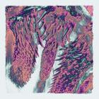 Throwing Snow - Canines