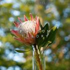 Happy Imaeda - Blossom Theory