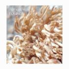 Klara-Equinox- LSYA002 -16BIT-WEB-FLAC-2023-BABAS