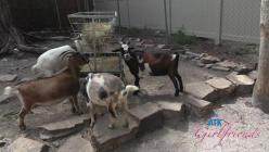 ATKGirlfriends.26.07.30.Lana.Gee.Sarasota.2.XXX.1080p.MP4-WRB