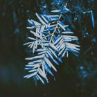 Electronic Visions - Tundra Taiga