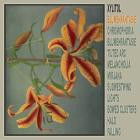 Xylitol - Blumenfantasie