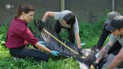 Terra.X.Faszination.Erde.Chile.Das.Geheimnis.des.Lebens.GERMAN.DOKU.HDTVRip.x264-TMSF