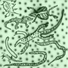 Vesus-List Of Lizards IV- MANAGUA002 -24BIT-WEB-FLAC-2026-BABAS