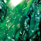 Command D-Esc- ANIMA9 -24BIT-WEB-FLAC-2024-BABAS