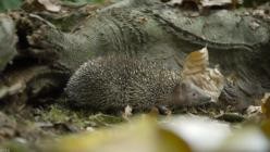 Ein.Planet.vor.unserer.Zeit.S03E05.GERMAN.DL.DOKU.1080p.WEB.h264-HAXE