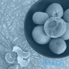 Cell Rot - Parasite
