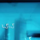 Uncle Leaf - Germinate