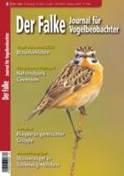 Der Falke - Journal fuer Vogelbeobachter 04/2023