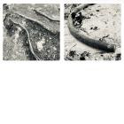 Sleeparchive -  