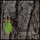 John Plaza x Save Your Atoll-Reborn EP- LL002 -16BIT-WEB-FLAC-2023-BABAS