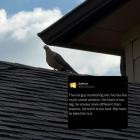 Southside Hoodlum - real