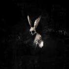 Ghostkid-FOLLOW THE WHITE RABBIT-16BIT-WEB-FLAC-2026-FLACCiD