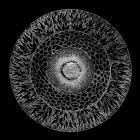 Conrad Van Orton - Hypersomnia
