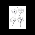 Lawrence - ShopURL : https:smallville-records bandcamp comalbumsmallville-73-lawrence-poppies