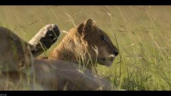 Lion.Die.Loewen-Saga.S01E02.GERMAN.DL.DOKU.1080p.WEB.h264-HAXE