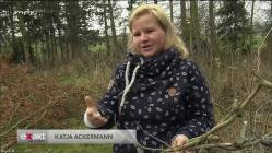 Exakt.-.Die.Story.Hitze.Stuerme.Kaeferplage.2020.GERMAN.DOKU.HDTV.x264-BERTi