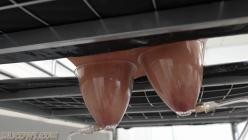 HuCows.26.01.03.Darina.Udder.Stretching.XXX.1080p.MP4-FETiSH