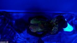 NikkiSims.19.05.04.Black.Light.Painting.Full.XXX.1080p.MP4-LEWD