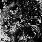RVDMNTL - Percepcion Externa