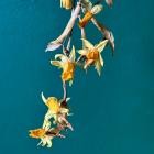 Nahash - Fleurs Mortes