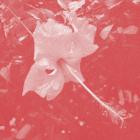 Celer-Poulaine- RM4264 -REISSUE-24BIT-WEB-FLAC-2026-BABAS