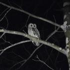 VANDALISMUS - Diadem