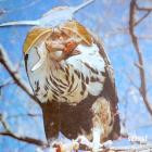 RVDMNTL - Morfologia del Caos