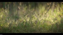 Lion.Die.Loewen-Saga.S01E01.GERMAN.DL.DOKU.1080p.WEB.h264-HAXE