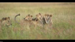 Lion.Die.Loewen-Saga.S01E04.GERMAN.DL.DOKU.1080p.WEB.h264-HAXE