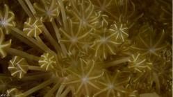 The.Great.Barrier.Reef.2017.German.DOKU.WEB.H264-CLASSiCAL