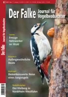 Der Falke - Journal fuer Vogelbeobachter 06/2024