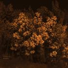 Orla Wren-Poiesis- DR109 -24BIT-WEB-FLAC-2025-BABAS