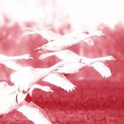 Mioche - Kummer (Remixes)