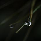 Forest On Stasys-In Search Of Balance- KZND002 -16BIT-WEB-FLAC-2020-BABAS