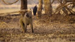 Wilde.Erde.Afrika.S01E04.GERMAN.DL.DOKU.1080p.WEB.h264-HAXE