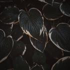 Edanticonf - The Metamorphosis of Plants