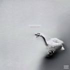 Goosebytheway - Nature Boy