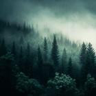 Electronic Visions - Forest Language